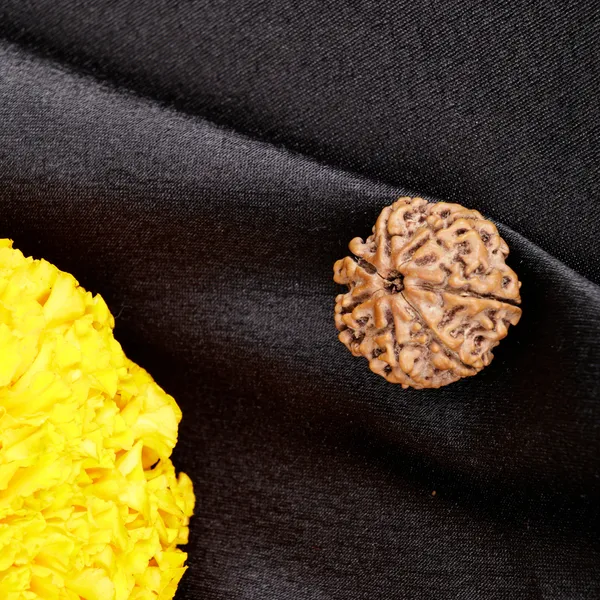 7_Mukhi_Rudraksha_Nepali